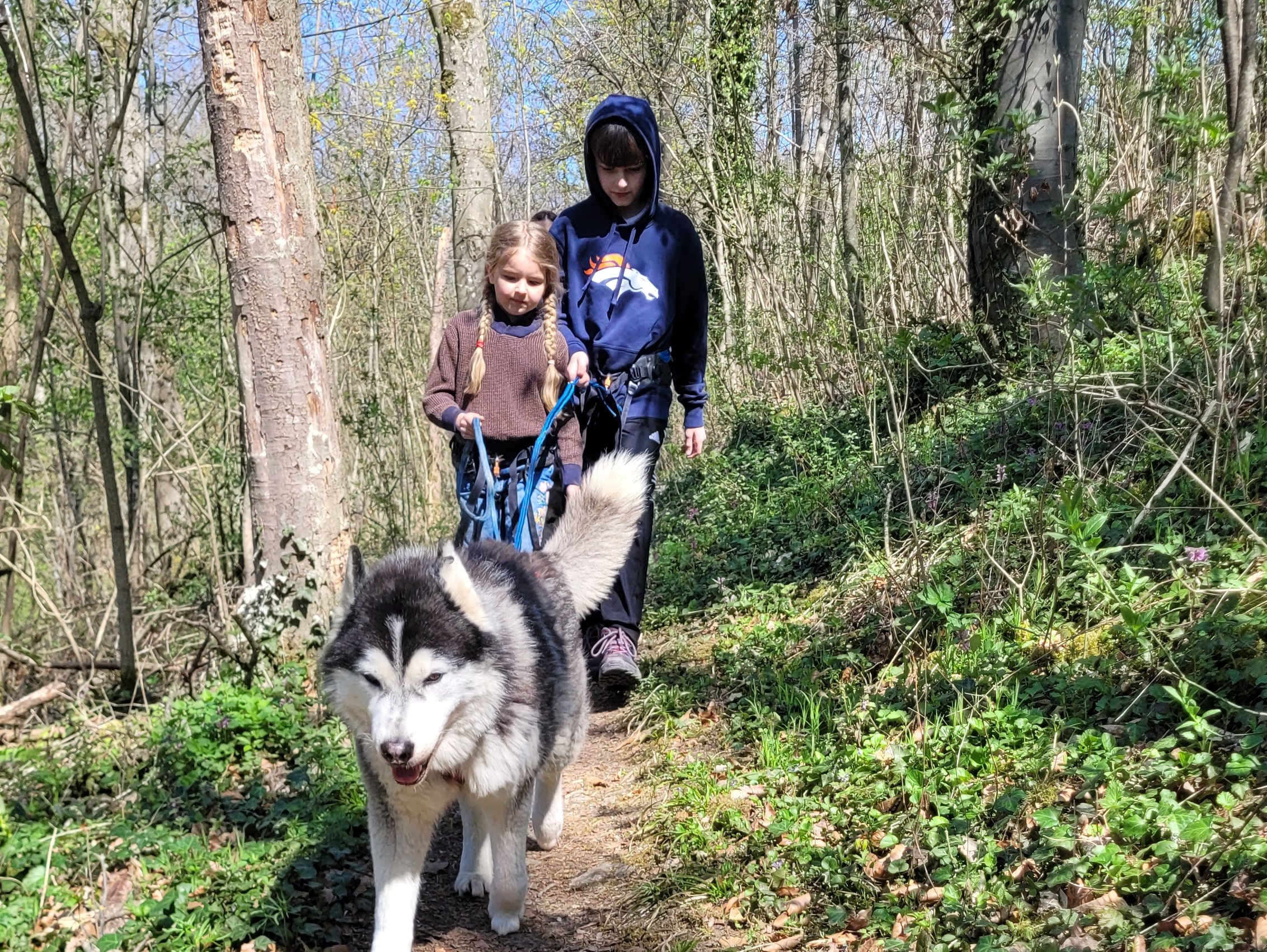 Wanderung mit Huskies