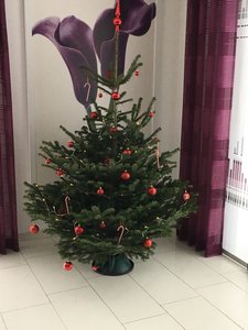 Firma Marbet überrascht Familien mit einem perfekt geschmückten Weihnachtsbaum